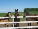 Jack and his 'girls' in the side pasture