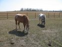 2 horses in barnyard - early spring