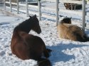 Horses laying down in late winter
