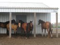 Horses hanging out in lean-to