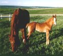 Mare & foal on pasture