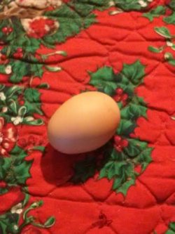 Christams Day Egg