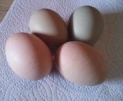 First 4 egg day!